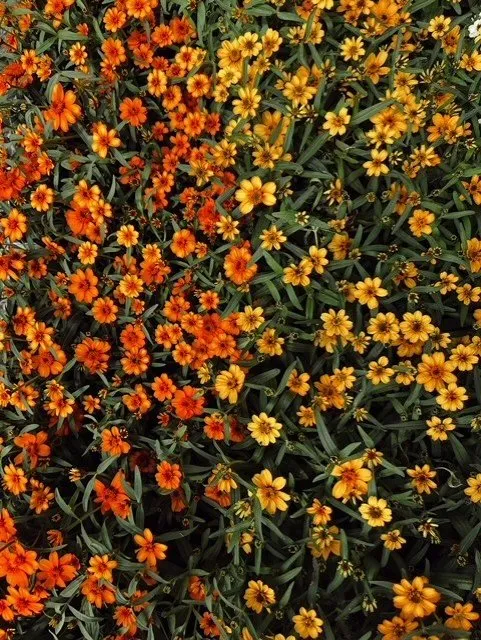 Custom landscape installation in Tallahassee, FL by Heinz Nurseries