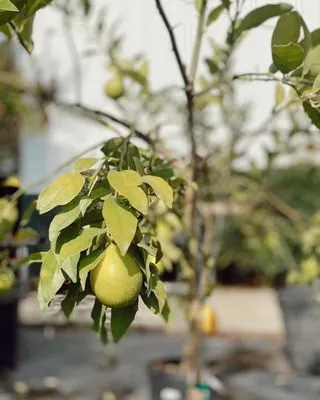 Heinz Nurseries Logo