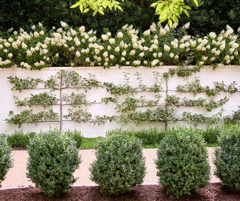 Trusted yard maintenance for year-round maintenance in Norcross, GA by Heirloom Tree and Garden