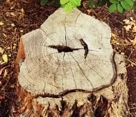 Reliable yard cleanup service in Vineland, NJ by Heitz Tree & Landscaping Service