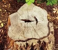 Professional yard maintenance in Vineland, NJ by Heitz Tree & Landscaping Service