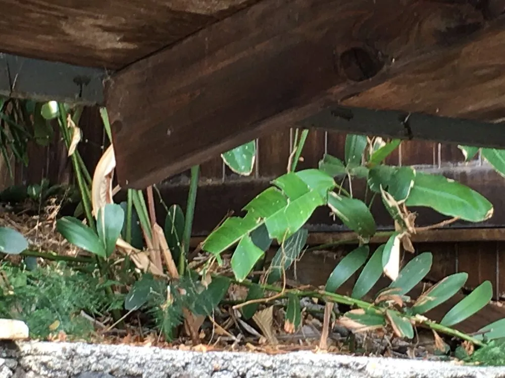 Local landscape installation in Kailua, HI by Hele Mai Lawn & Garden