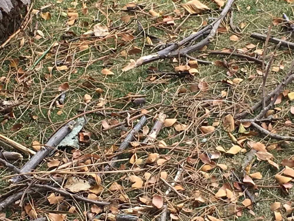 Affordable yard cleanup service experts serving Kailua, HI - Hele Mai Lawn & Garden