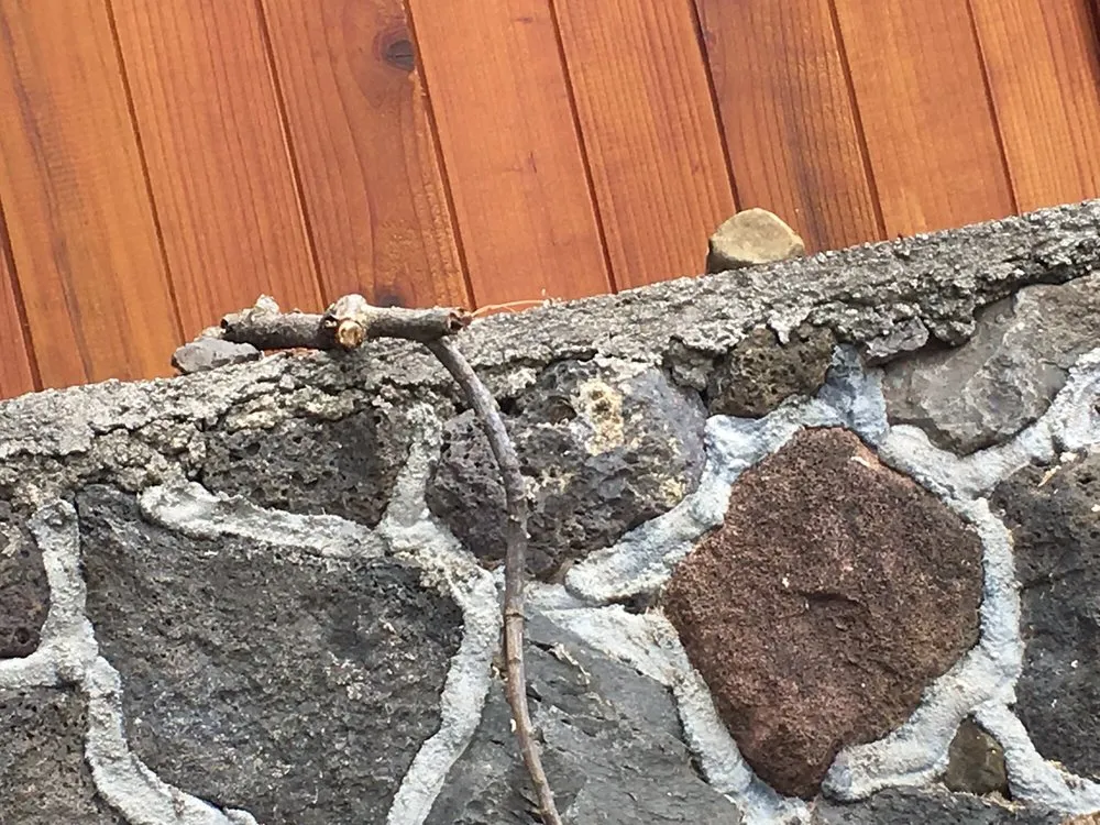 Affordable landscaping services in Kailua, HI - Hele Mai Lawn & Garden