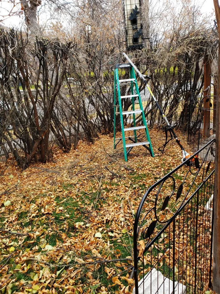 Top-rated landscaping services for homes in Helena, MT by Helena Hedge Trimming