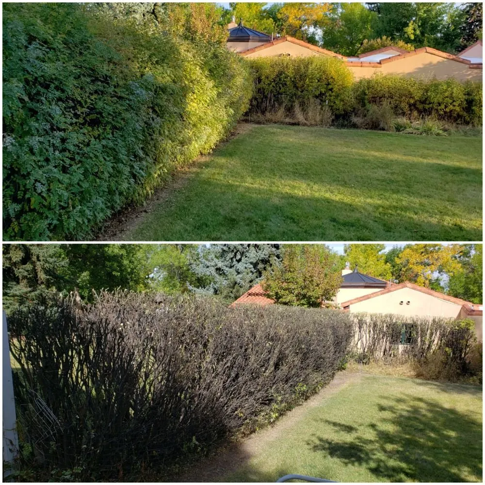 Trusted yard cleanup service in Helena, MT by Helena Hedge Trimming