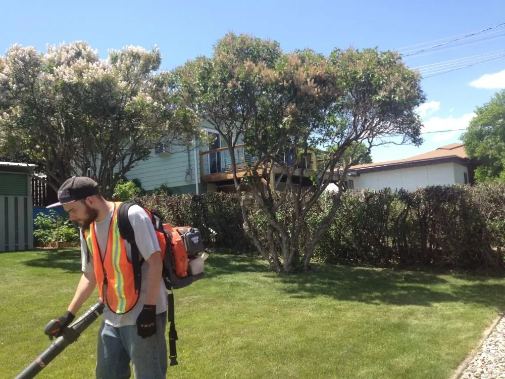 Reliable yard cleanup service in Helena, MT by Helena Hedge Trimming