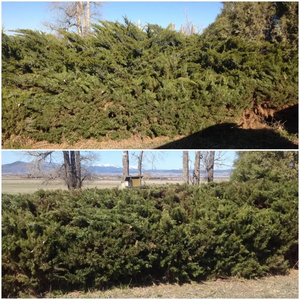 Custom yard cleanup service with custom design across Helena, MT - Helena Hedge Trimming