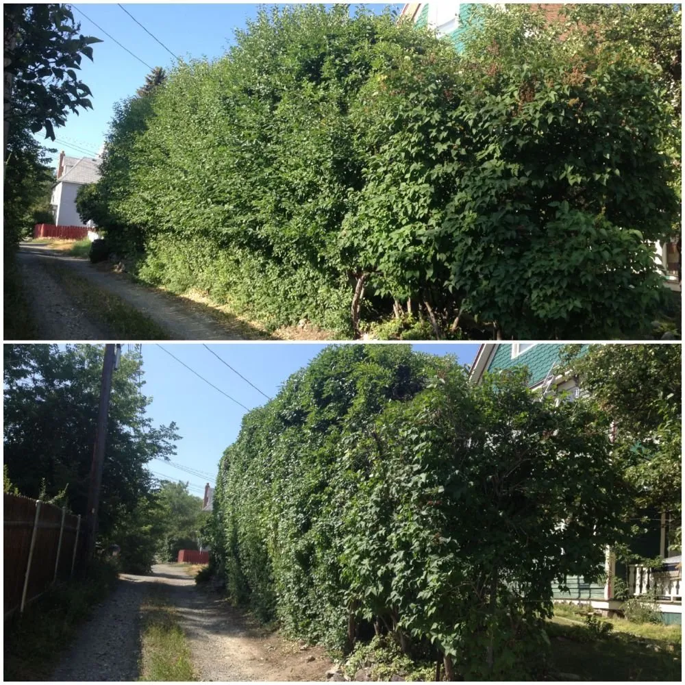Local lawn care service in Helena, MT by Helena Hedge Trimming
