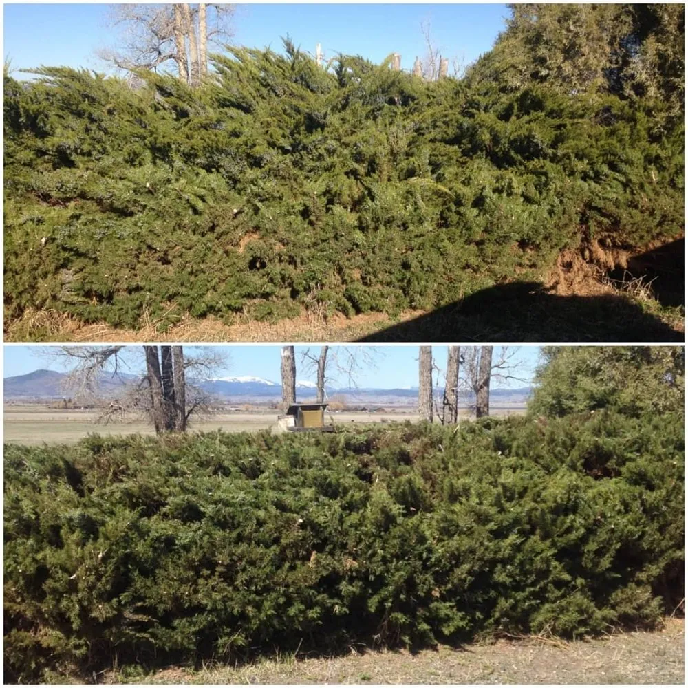 Custom landscape design in Helena, MT by Helena Hedge Trimming