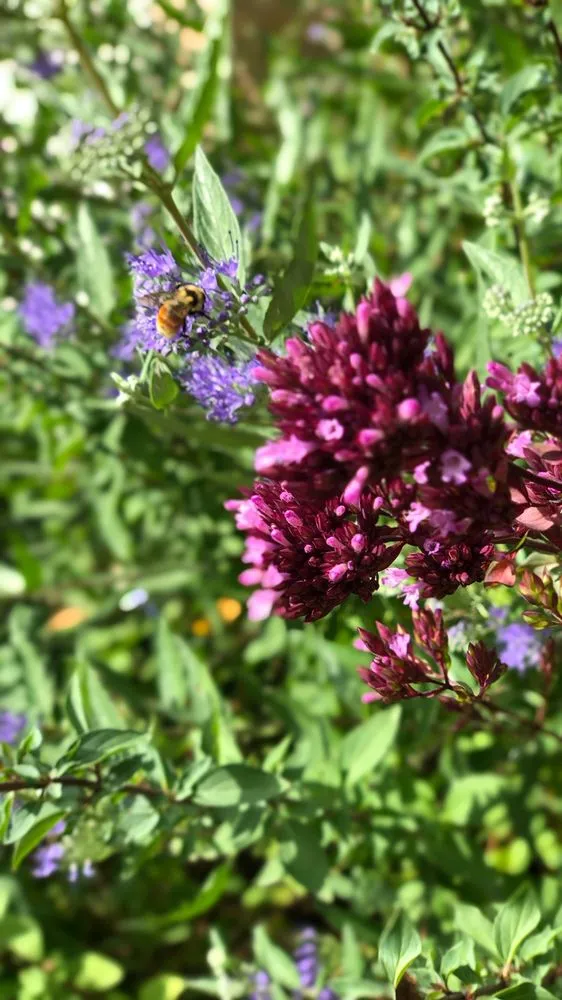 Top-rated lawn care service for beautiful yards across Lakewood, CO - Helm Gardeners & Landscaping