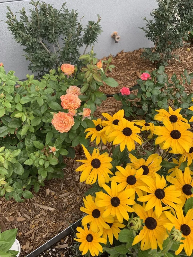 Reliable lawn care service experts serving Lakewood, CO - Helm Gardeners & Landscaping