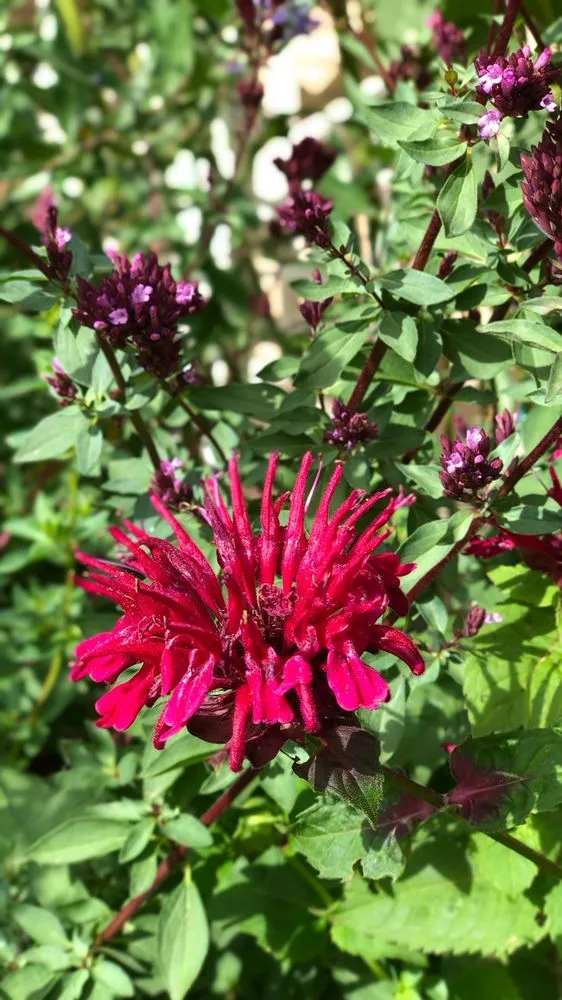 Expert lawn care service in Lakewood, CO - Helm Gardeners & Landscaping