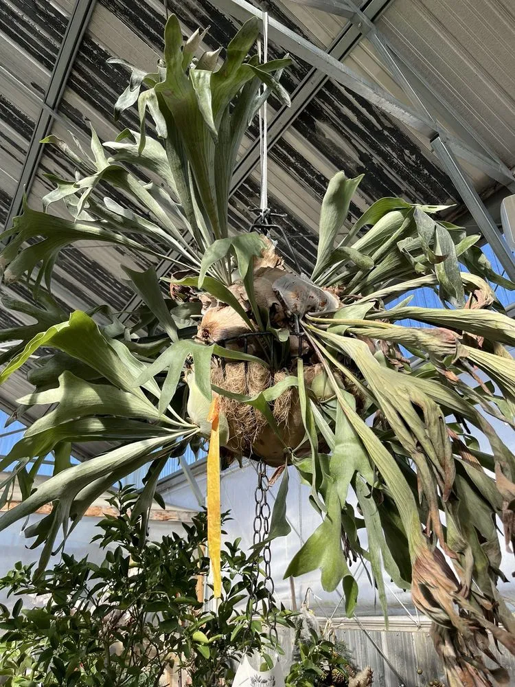 Affordable landscaping services for residential properties across Columbia, MO - Helmi's Gardens