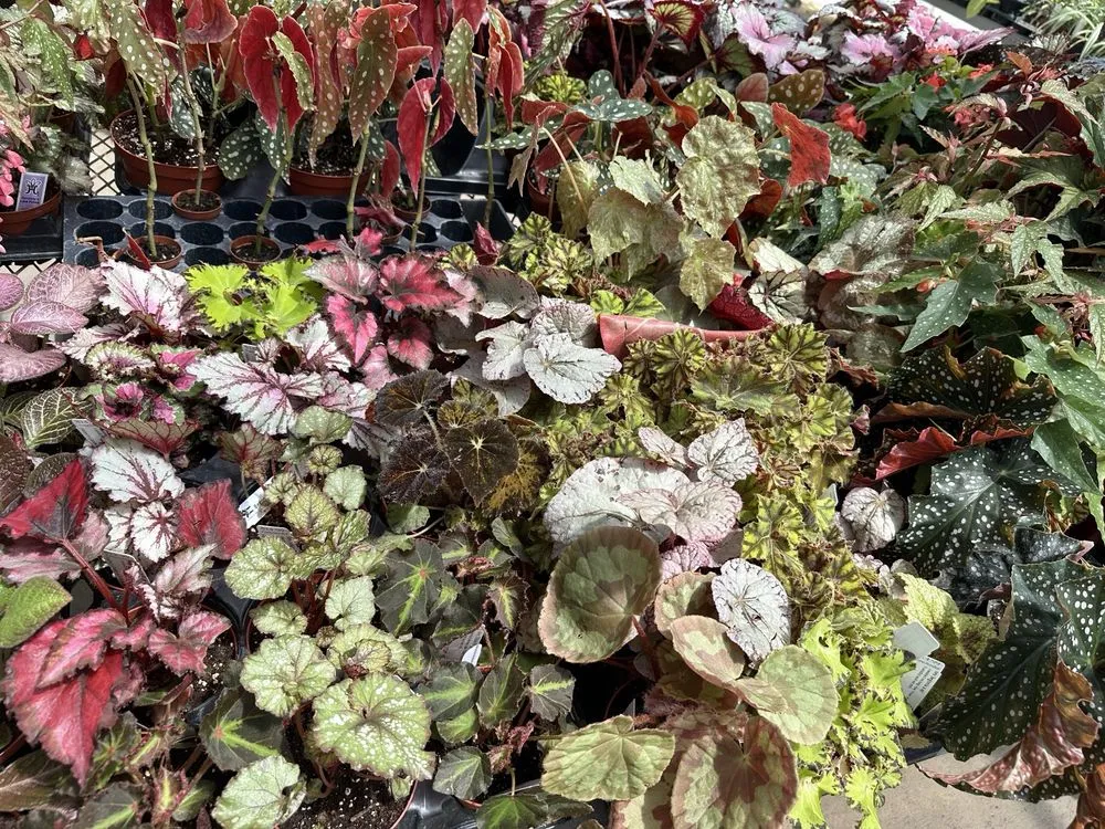 Reliable lawn care service for residential properties across Columbia, MO - Helmi's Gardens