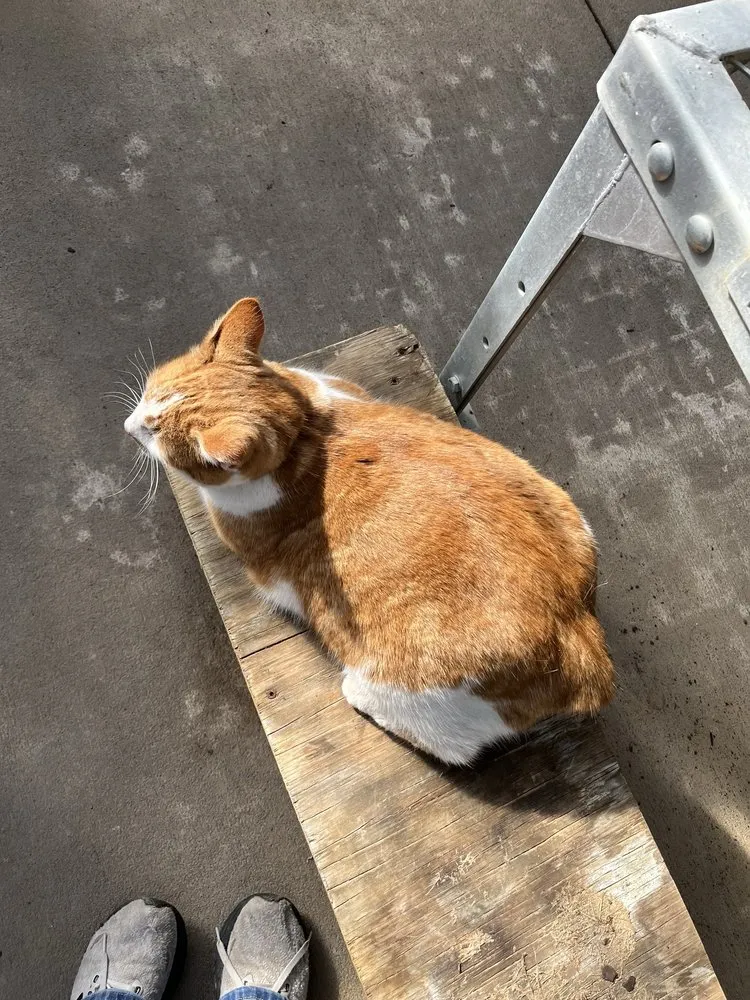 Local landscaping services for year-round maintenance in Columbia, MO by Helmi's Gardens