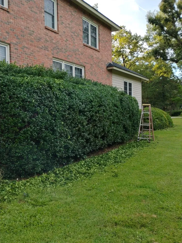 Expert lawn care service in Bishopville, SC by Helms Lawn and Shrubs