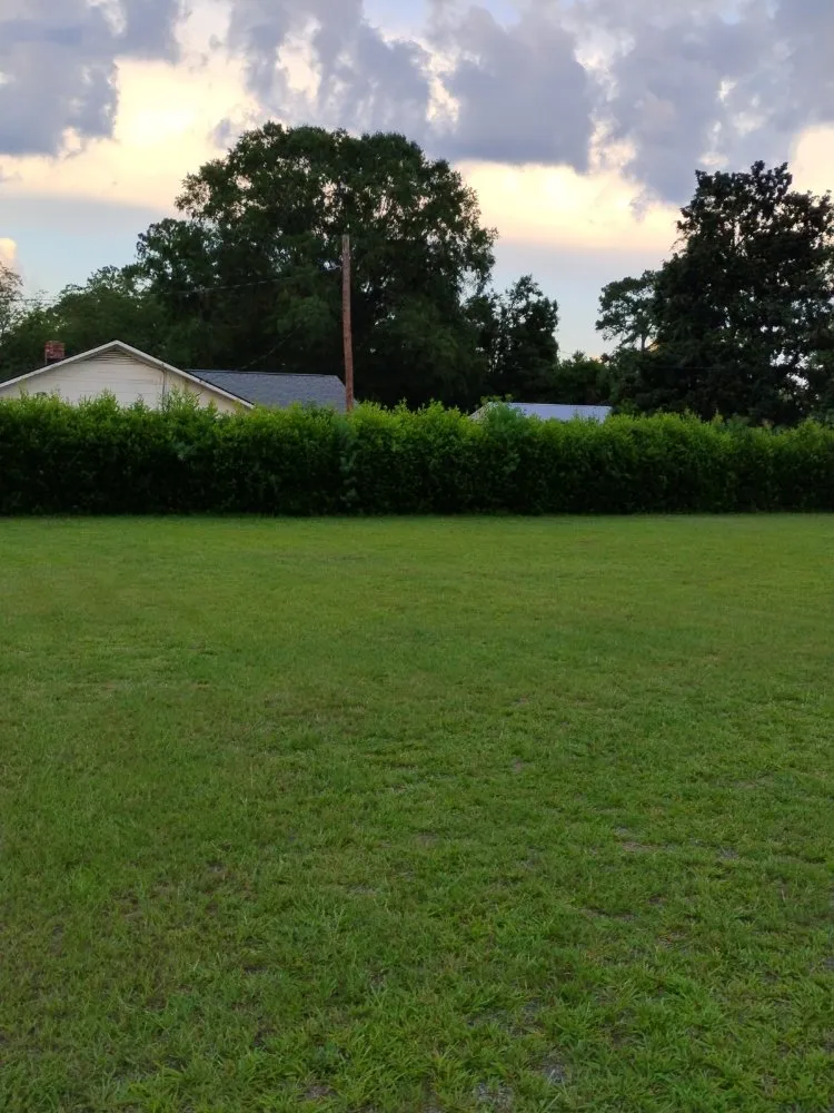 Local lawn care service experts serving Bishopville, SC - Helms Lawn and Shrubs