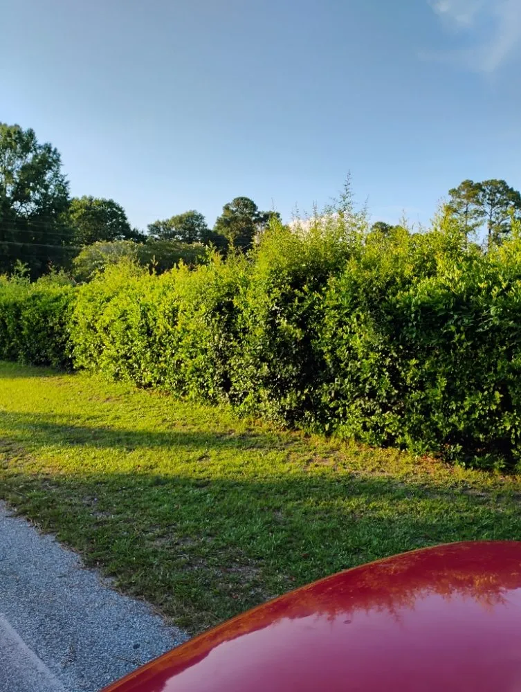 Custom yard cleanup service in Bishopville, SC - Helms Lawn and Shrubs