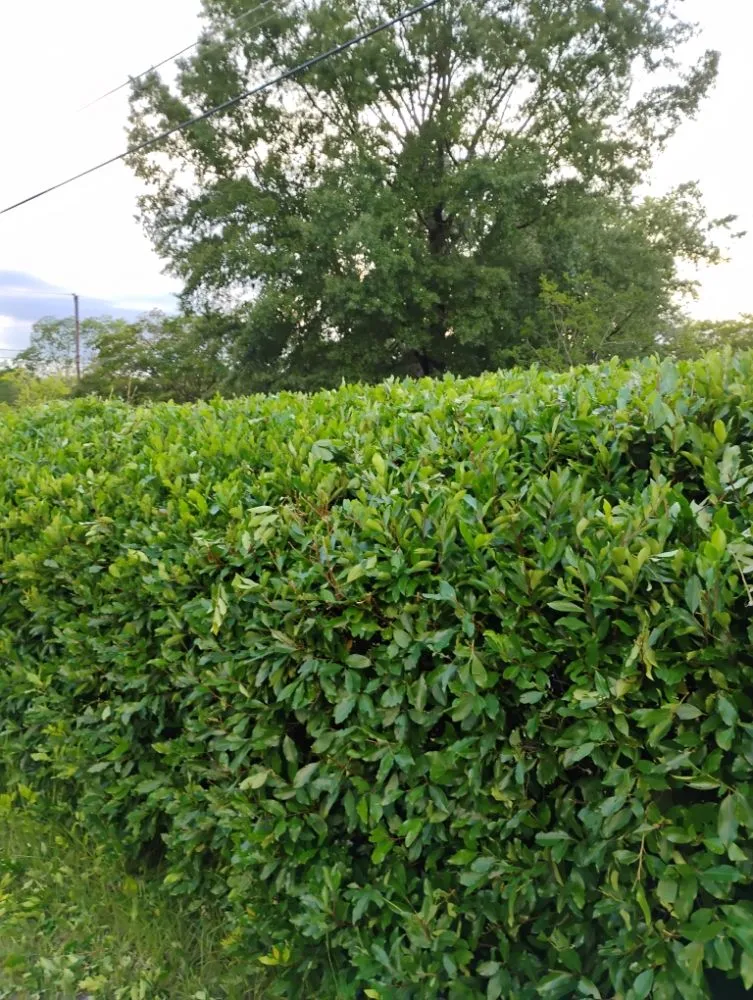 Local garden landscaping in Bishopville, SC by Helms Lawn and Shrubs