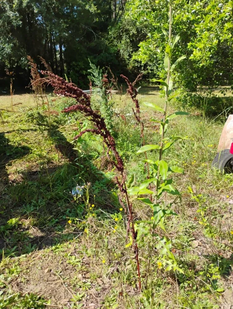 Custom lawn care service with custom design in Bishopville, SC by Helms Lawn and Shrubs