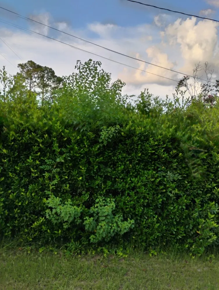 Trusted landscape installation in Bishopville, SC - Helms Lawn and Shrubs