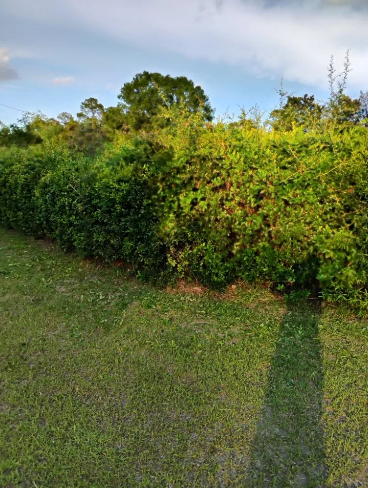 Local residential landscaping in Bishopville, SC by Helms Lawn and Shrubs