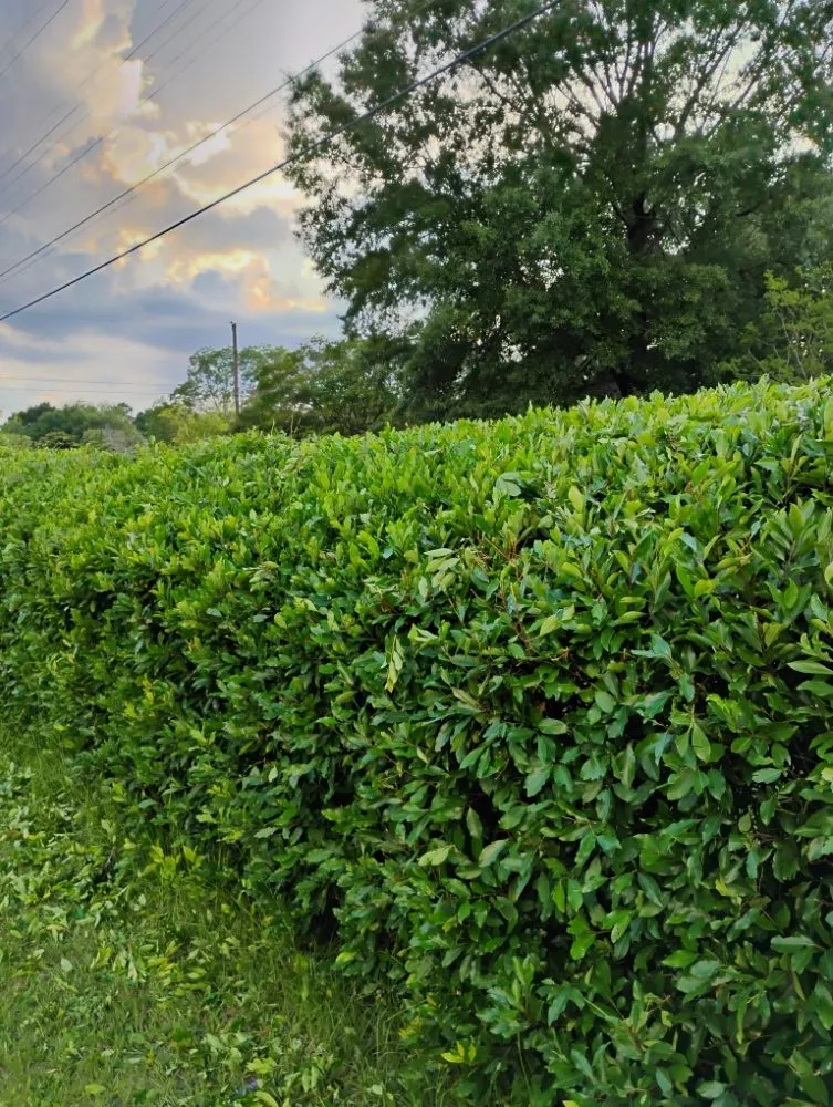 Affordable outdoor landscaping in Bishopville, SC by Helms Lawn and Shrubs