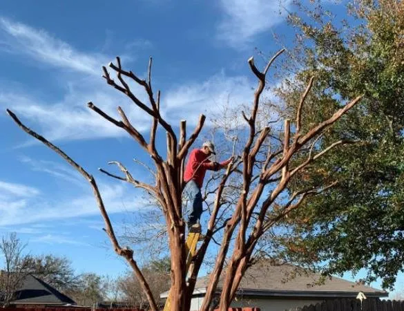 Affordable garden landscaping experts serving Forney, TX - Helms Trail Tree Trimming and Property Management