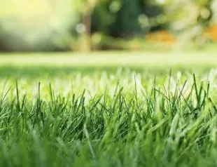 Trusted landscape design for homes in Diboll, TX by Helping Hands