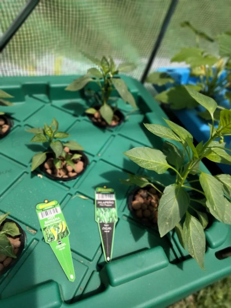 Affordable lawn mowing service for beautiful yards across Diboll, TX - Helping Hands