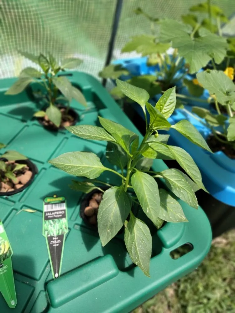 Local landscape installation in Diboll, TX - Helping Hands