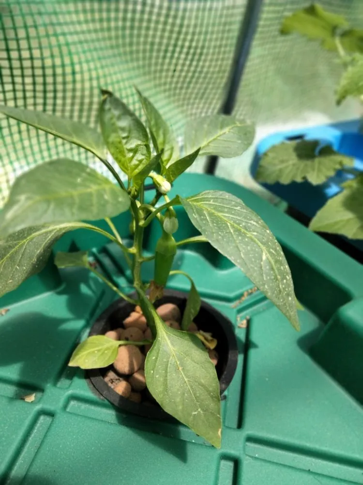 Expert garden landscaping experts serving Diboll, TX - Helping Hands