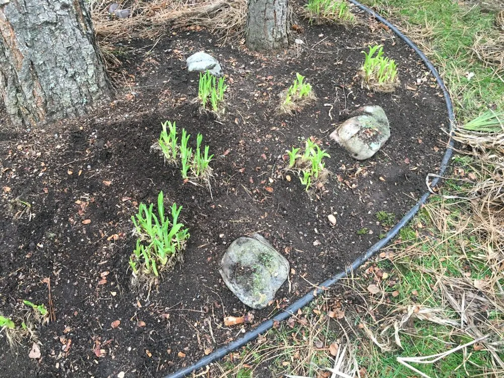 Custom yard cleanup service in Alberton, MT by Helping Hands Land Care