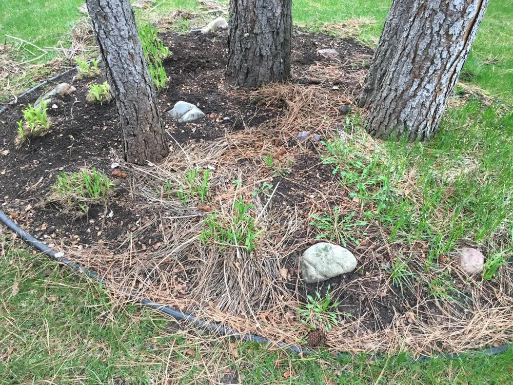 Trusted landscape design in Alberton, MT by Helping Hands Land Care