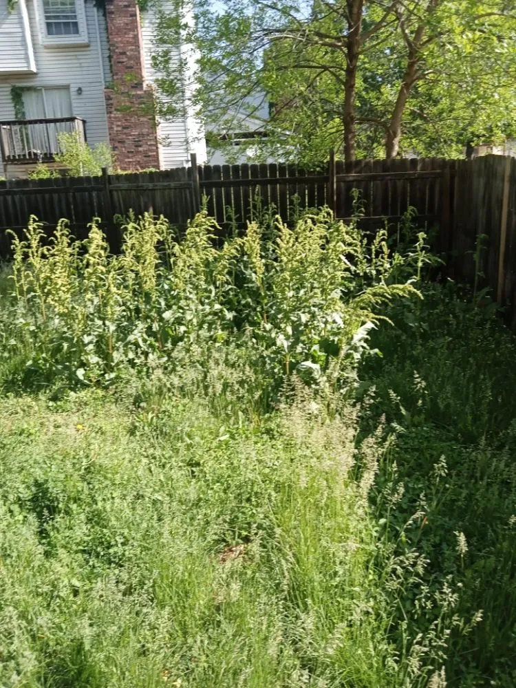 Trusted landscaping services in KANSAS CITY, MO by Helping Hands Lawn Care