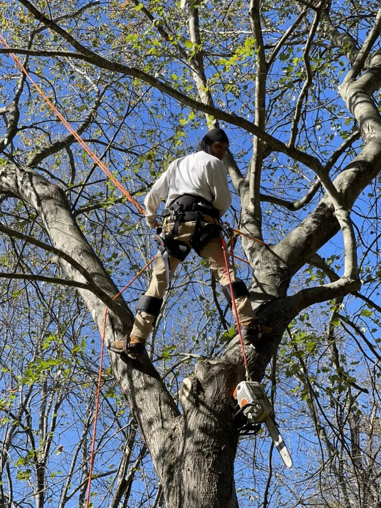 Top-rated landscape design experts serving Boston, VA - Helton’s Tree & Landscaping