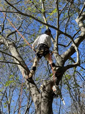 Helton’s Tree & Landscaping