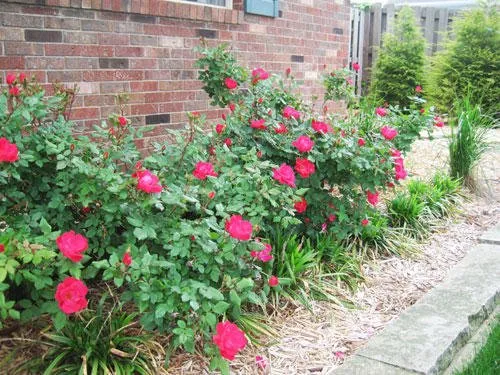 Affordable landscape installation in Jacksonville, IL by Hembrough Tree & Lawn Care