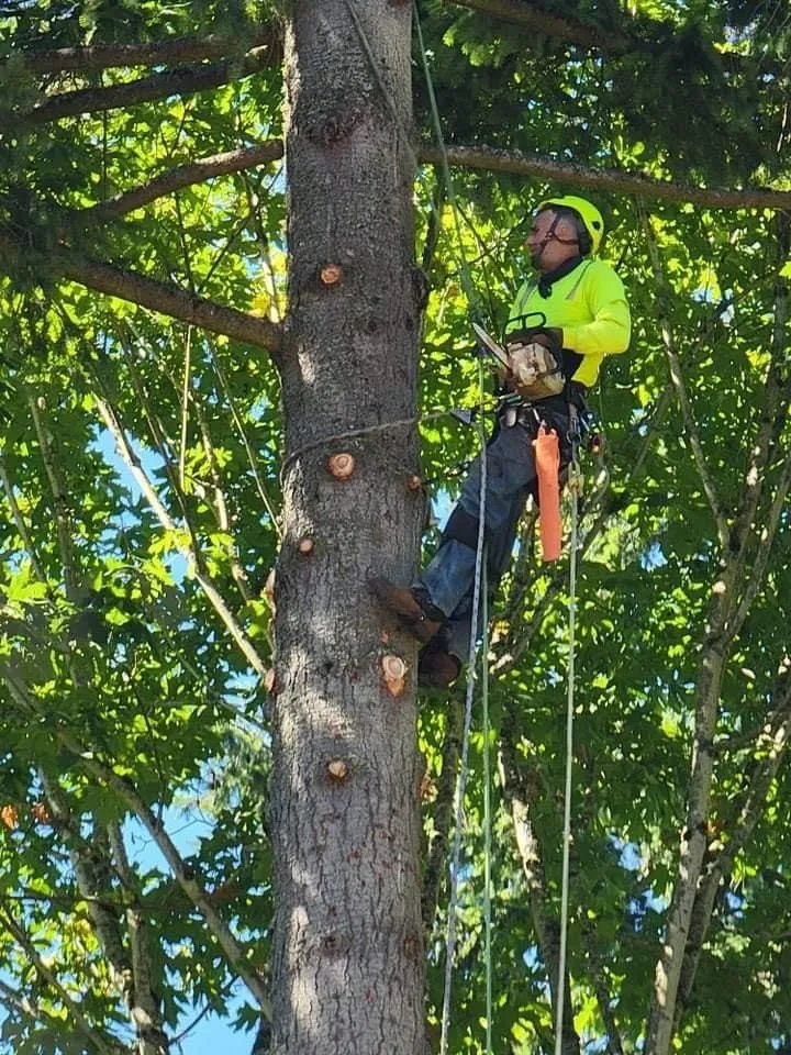Trusted landscape installation for outdoor upgrades across Everett, WA - Hemlock Landscape and Restoration