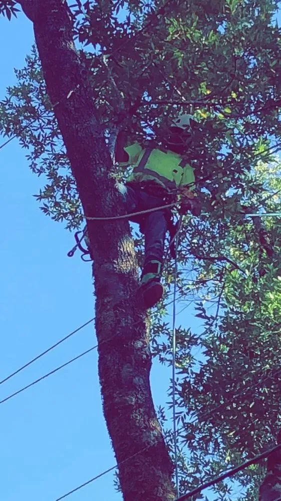 Local yard cleanup service in Everett, WA by Hemlock Landscape and Restoration