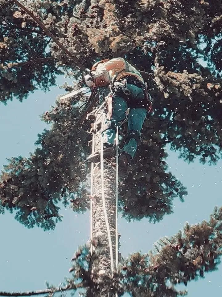 Reliable lawn care service experts serving Everett, WA - Hemlock Landscape and Restoration