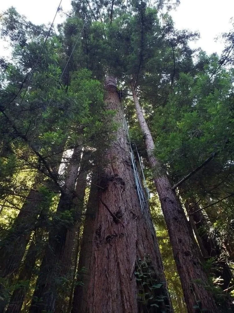 Professional landscaping services for beautiful yards across Everett, WA - Hemlock Landscape and Restoration