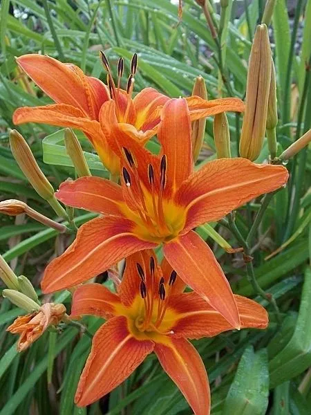 Reliable lawn mowing service experts serving Harrisburg, PA - Hemlock Landscaping