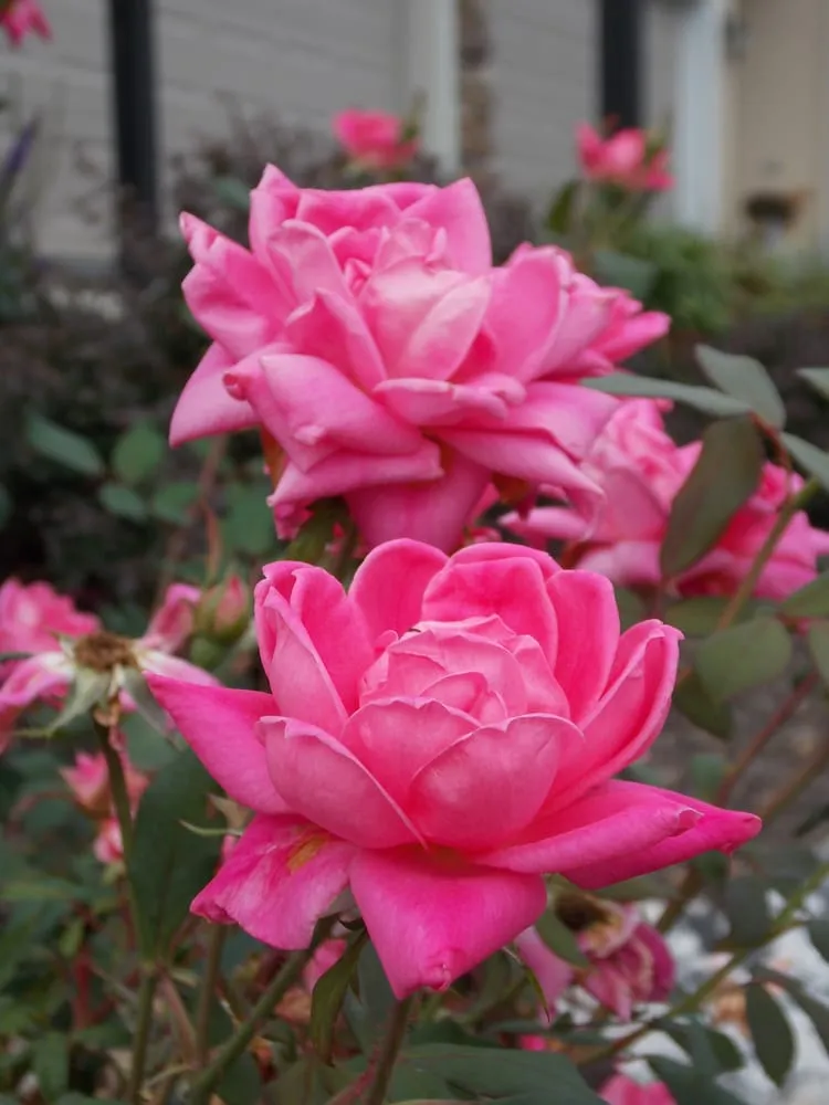 Trusted landscape installation in Harrisburg, PA by Hemlock Landscaping