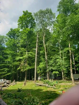 Hempton Lawn And Tree