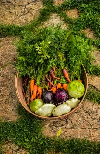 Top-rated landscaping services for residential properties across Pittsboro, NC - Hendalls Edible Landscaping