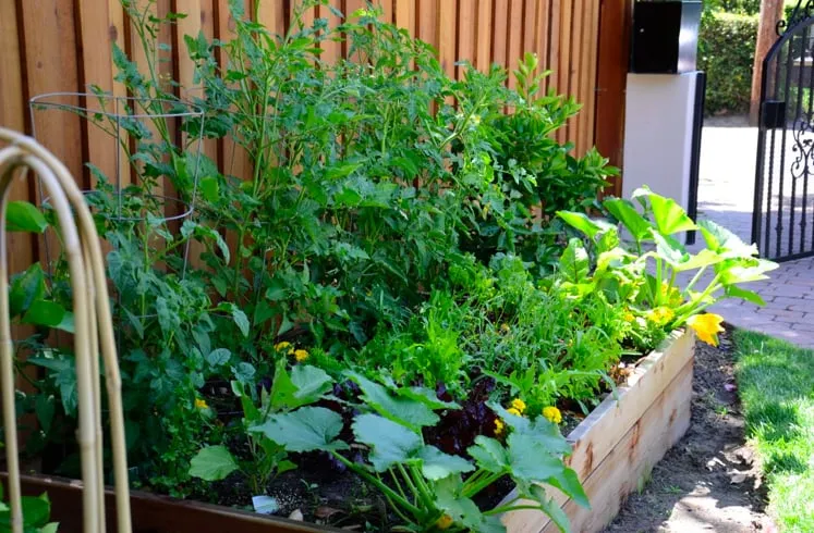 Top-rated outdoor landscaping in Pittsboro, NC - Hendalls Edible Landscaping