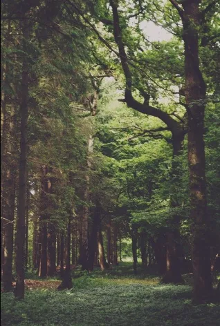 Professional garden landscaping in Pittsboro, NC - Hendalls Edible Landscaping