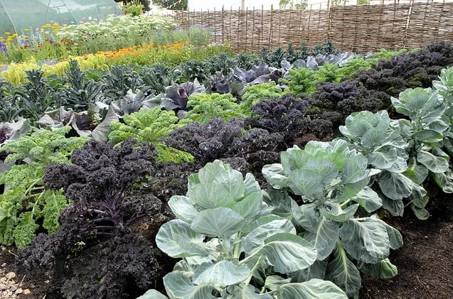 Expert lawn care service in Pittsboro, NC by Hendalls Edible Landscaping